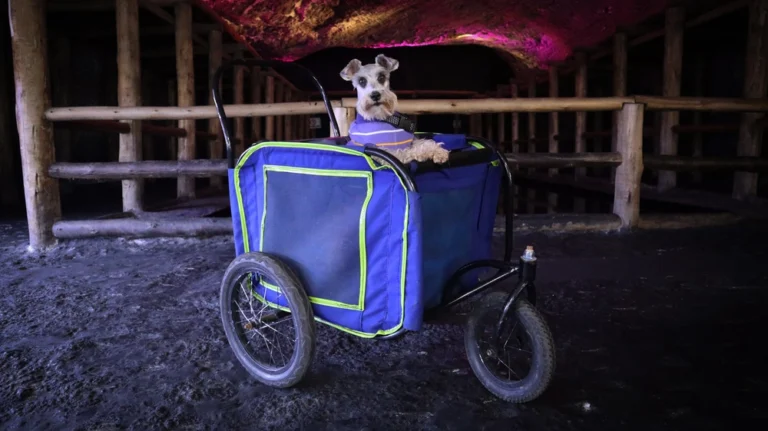 Un perro en un carrito de colores azul y verde, utilizado para el servicio de coche para mascotas